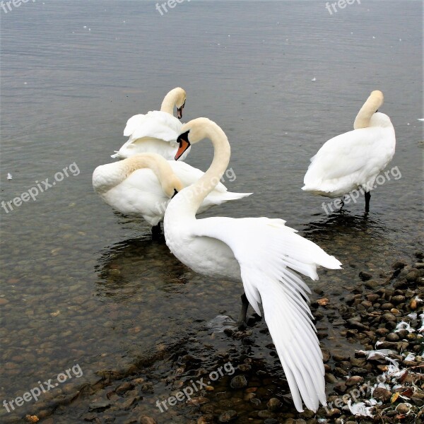 Herd Lake Swan White Beautiful