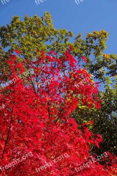 Autumnal Leaves Red Leaves Green Leaves Red Green