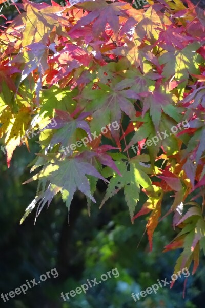 Autumnal Leaves Red Leaves Yellow Leaves Green Leaves Green