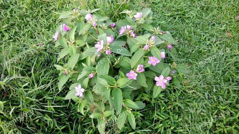 Buy Flower Buy Flowers United Buy Flowers Purple Flowering Tree Buy