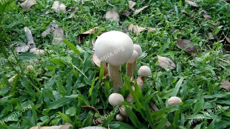 Mushroom In The Garden Mushrooms In The Garden Garden Dust Mushrooms