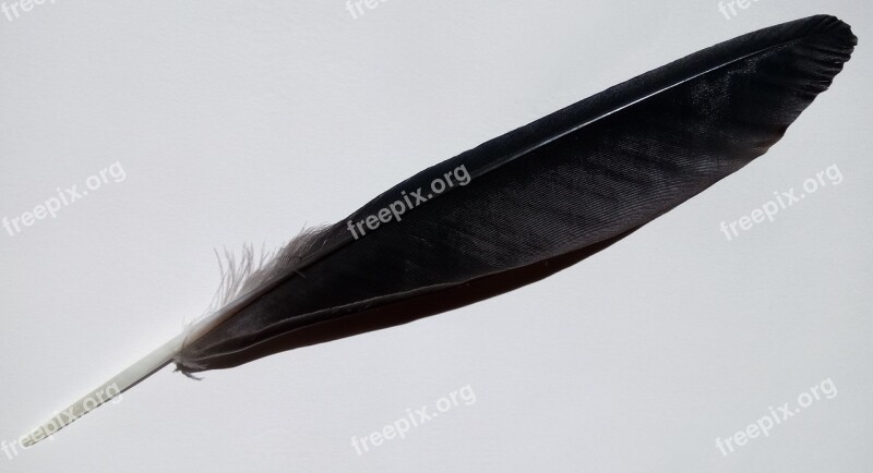 Bird Feather Raven Shiny Black Nature