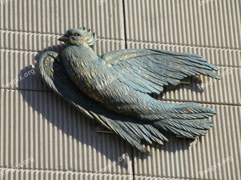 Dove Animal Bird Feather Plumage