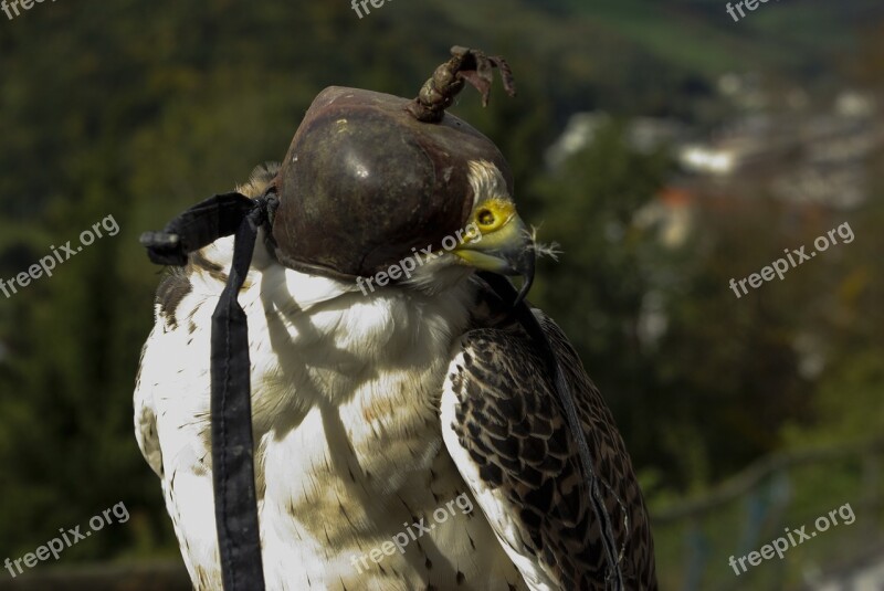 Raptor Nature Bird Of Prey Falcon Raptors