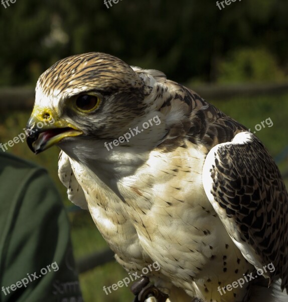 Raptor Nature Bird Of Prey Falcon Raptors