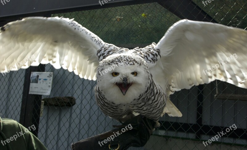 Snowy Owl Bird Raptor Nocturnal Zoo