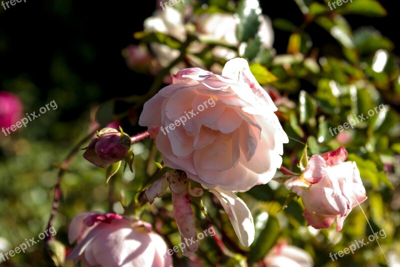 Rose Flower Nature Rose Blooms Bush Florets Pink