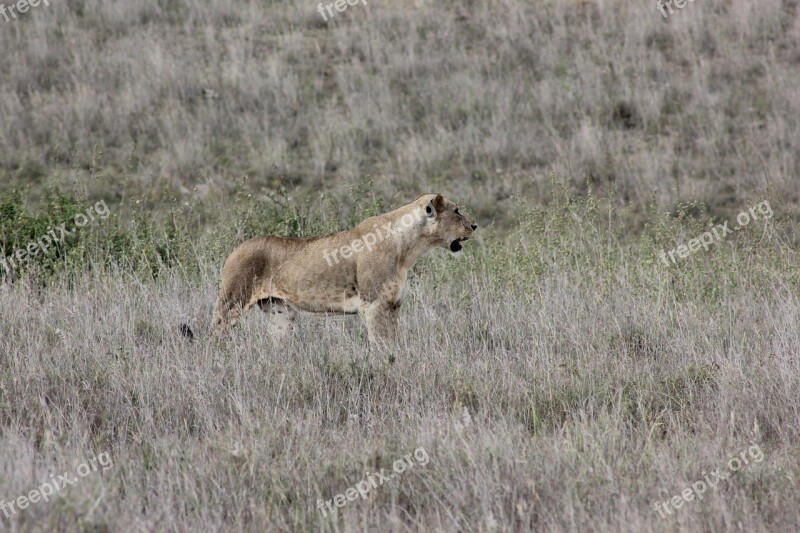 Safari Kenya Masai Mara Lion Wild Life