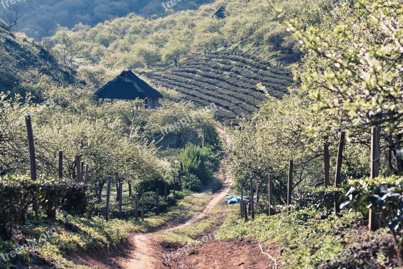 Moc Chau Son La Vietnam Free Photos