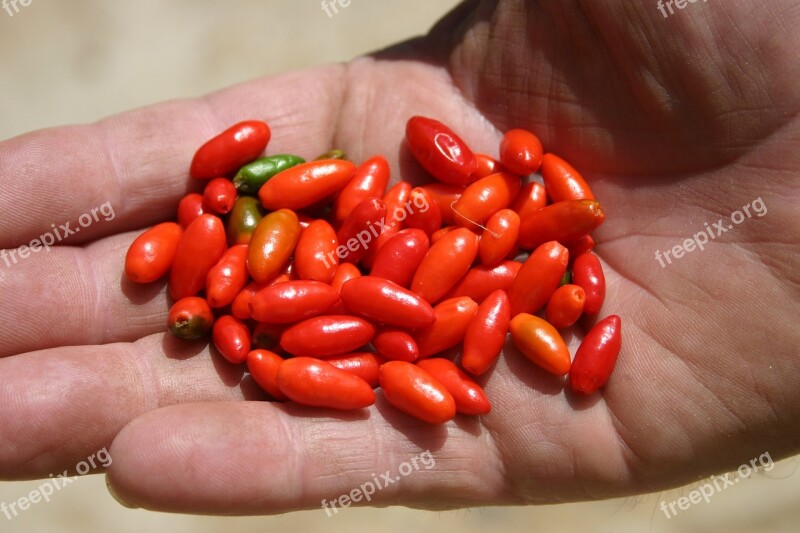 Peppers Garden Produce Green Vegetable