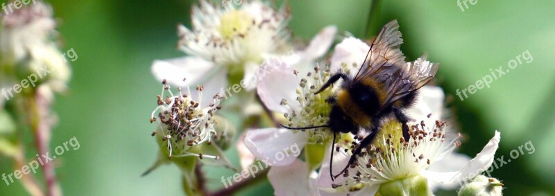 Bee Nature Flower Insect Natural