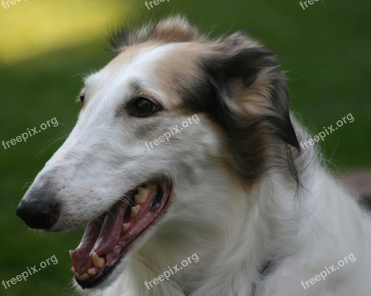 Borzoi Russian Wolfhound Sight Hound Breed Russian