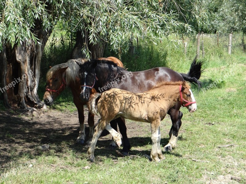 Horses Para Family Love Nature