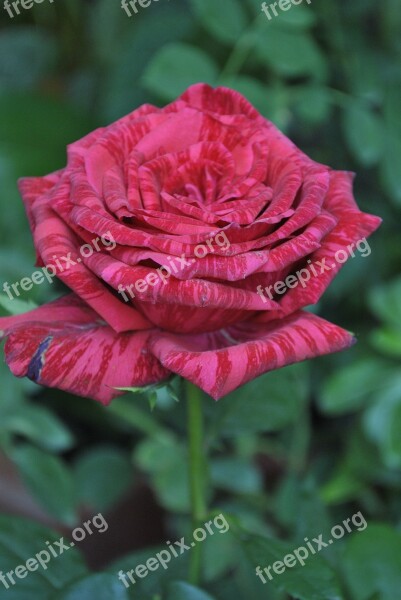 Flower Rosa Garden Mountain Gro