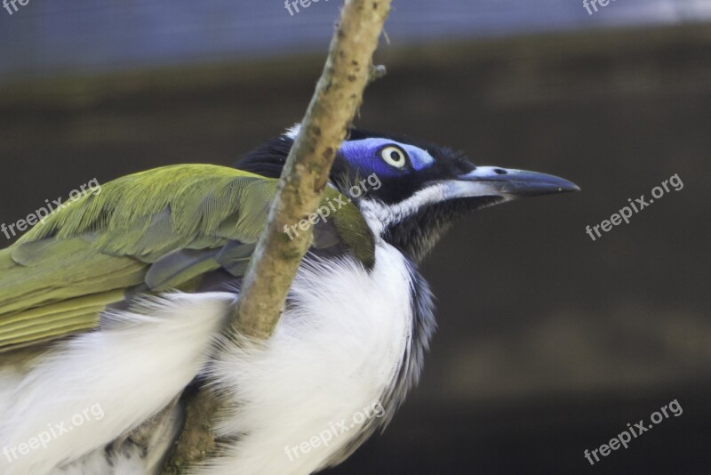 Birds Colored Feathers Nature Free Photos