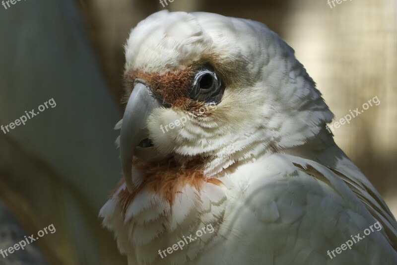 Birds Colored Feathers Nature Free Photos