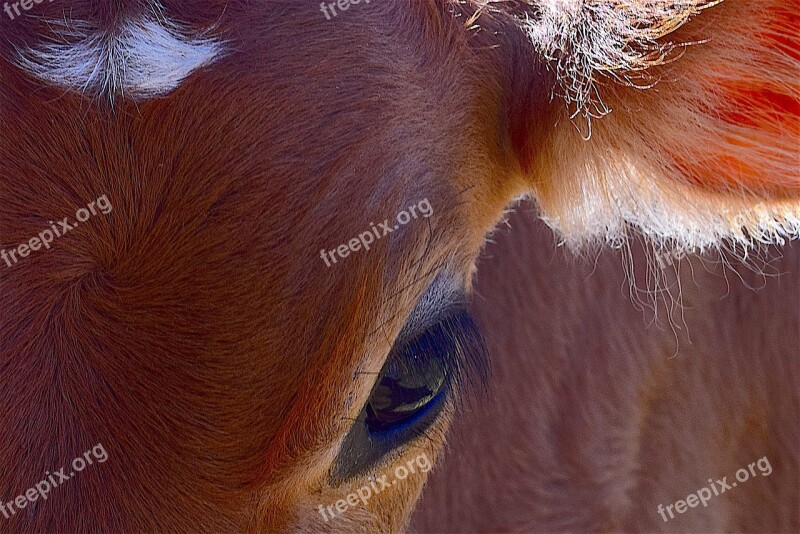 Cow Portrait Farm Animal Mammal