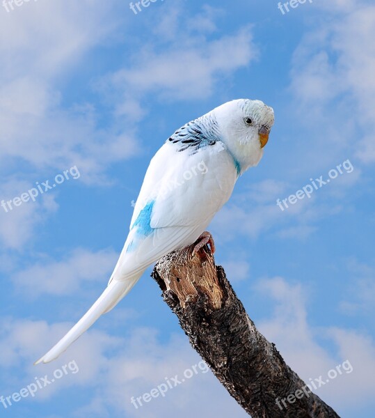 Budgie Bird Little Bird Ave Background