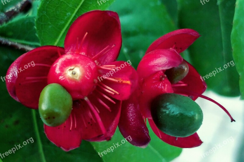 Red Petal Seeds Colorful Flower Nature