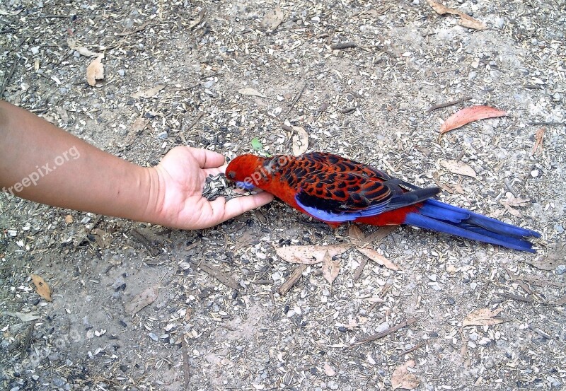 Animals Bird Carry Parakeet Red