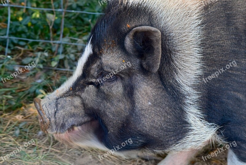 Pigs Portrait Cute Profile Farm