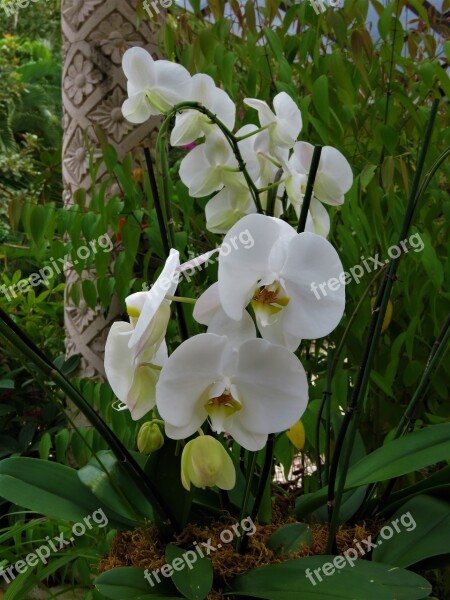 White Orchid Flower Tropical Garden Free Photos