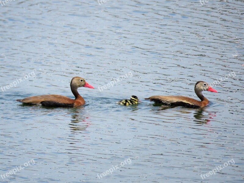 Ducks Duckling Baby Bird Free Photos