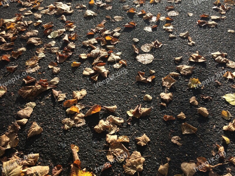 Pavement Autumn London Free Photos