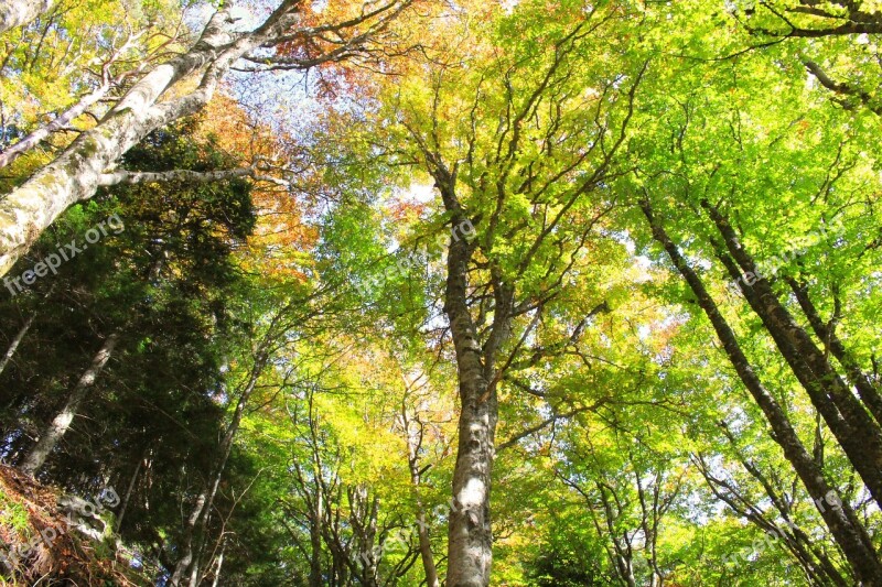 Fall Tree Color Forest Immersion