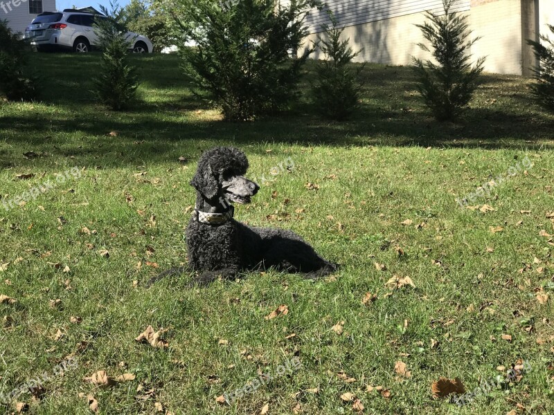 Poodle Black Curly Pet Dog