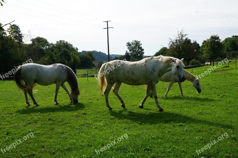 Horses Mold Eye Monteaura Equestrian