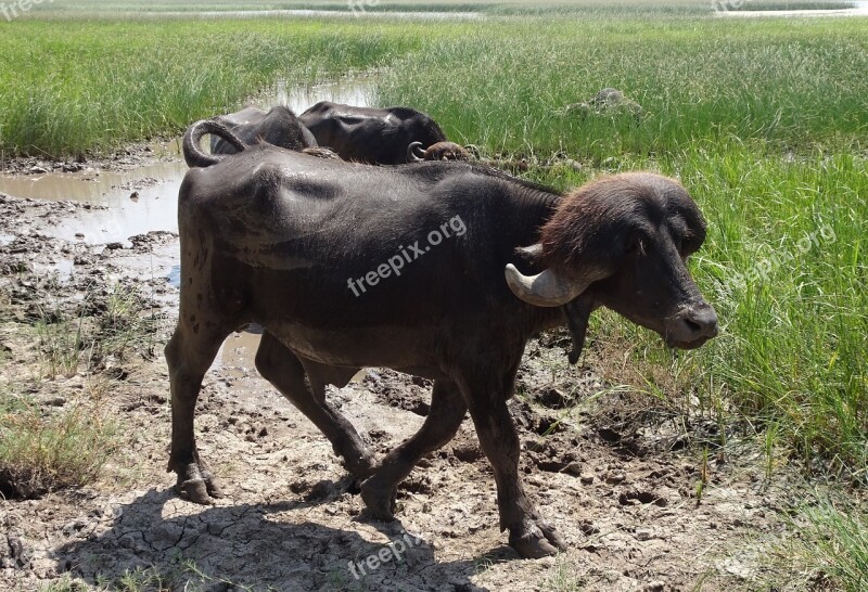 Buffalo Bull Stud Bovine Cattle