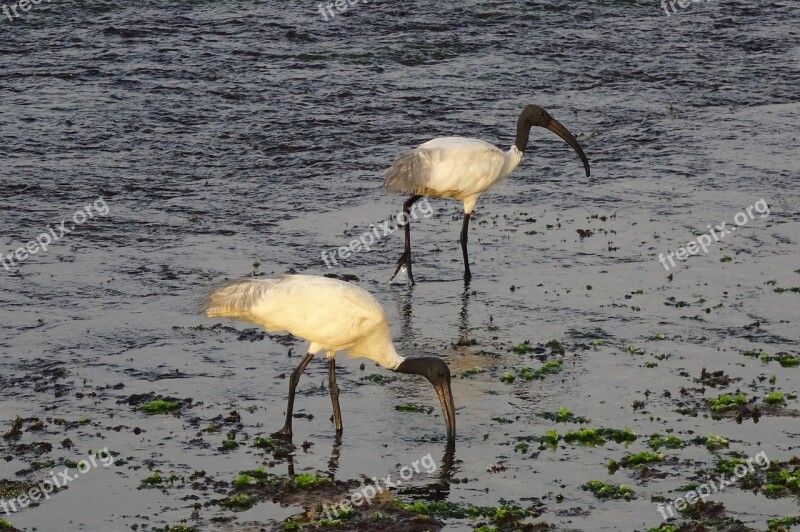 Bird Ibis Black-headed Ibis Oriental White Ibis Foraging