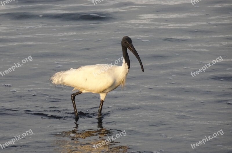 Bird Ibis Black-headed Ibis Oriental White Ibis Foraging