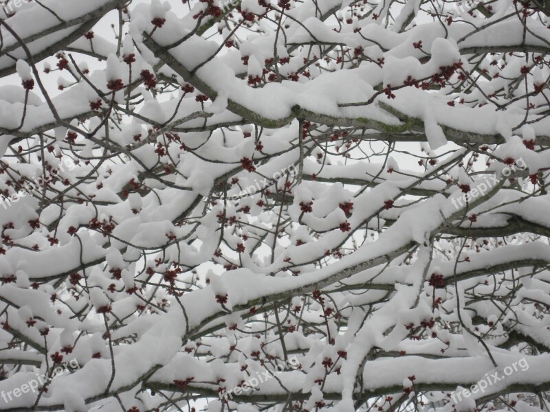 Trees Branches Snow Fruit Abstract Branch