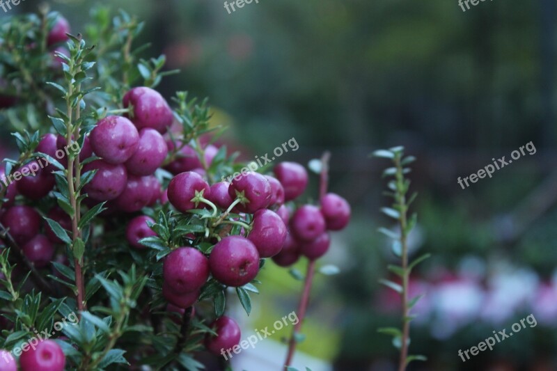 Purple Bunches Flower Background Lilac Flowers Purple Flowers