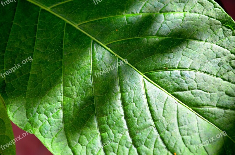 Leaf The Green Background Veins Pattern Plant