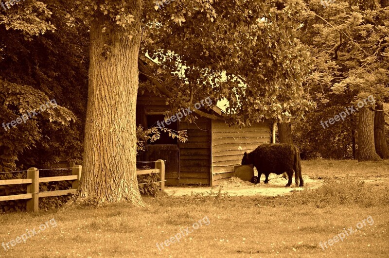 Cow Cattle Livestock Feeding Hay