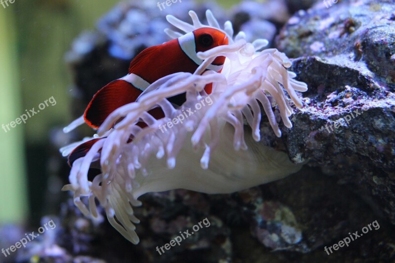 Clownfish Anemone Aquarium Free Photos