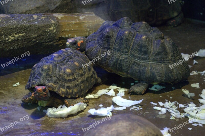 Turtle Animal Nature Zoo Relaxed