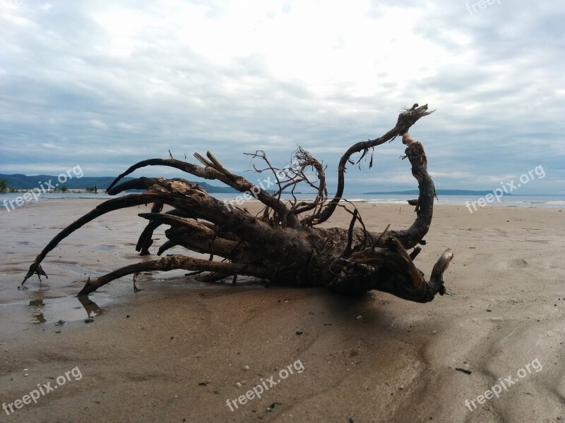 Sky Beach Sand Water Tree