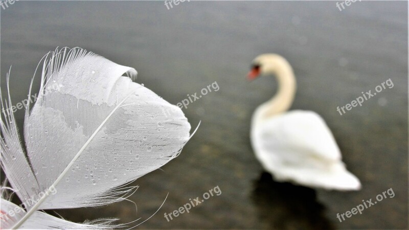 Swan White Morning Pen Lake Bodensee