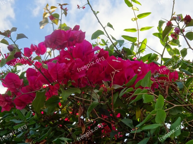 Bouganvillas Red Flowers Autumn Free Photos