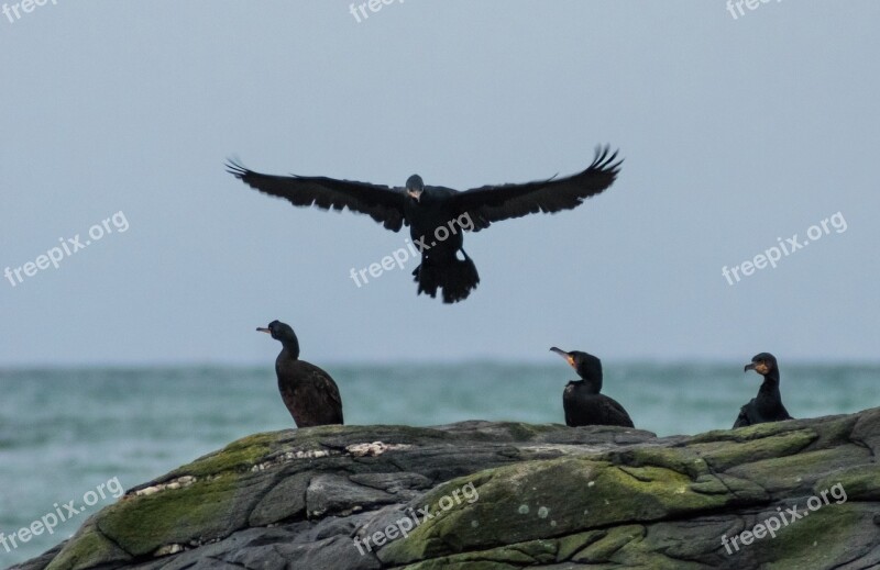 Cormorants Skarver Bird Nordland Meløy