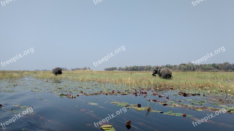 Mammal Grass Grassland Outdoors Elephant