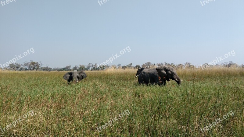 Mammal Grass Grassland Outdoors Elephant