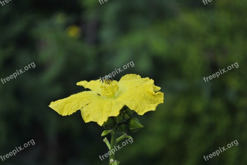 Flower Loofah Plant Garden Mountain Gro