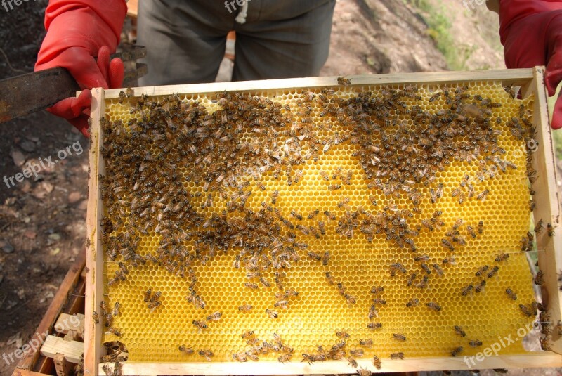 Beekeeping Hive Honey Mountain Gro