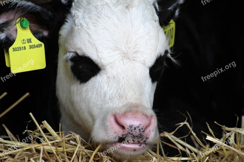 Cow Calf Animal Farm Free Photos