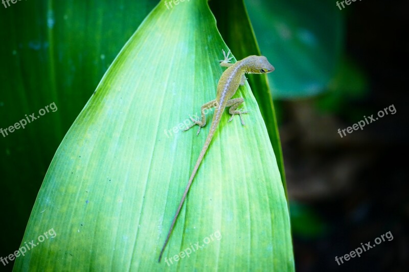 Lizard Anole Reptile Animal Nature